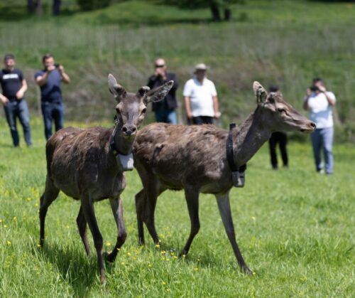 Կտրել են ազնվացեղ եղջերուի ռադիոընդունիչով վզկապն ու, ըստ երևույթին, գողացել կենդանուն