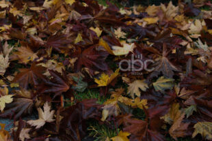 Երբ ձմեռն ուշանում է, աշունը` շարունակվում (ֆոտոշարք)