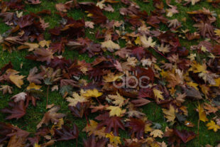 Երբ ձմեռն ուշանում է, աշունը` շարունակվում (ֆոտոշարք)