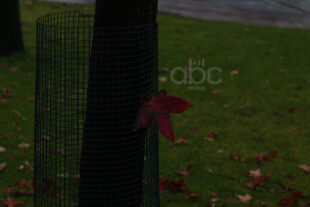 Երբ ձմեռն ուշանում է, աշունը` շարունակվում (ֆոտոշարք)