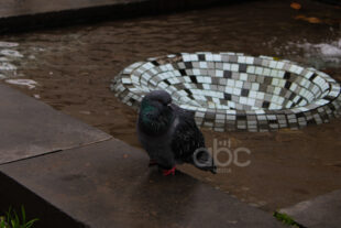 Երբ ձմեռն ուշանում է, աշունը` շարունակվում (ֆոտոշարք)