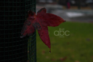 Երբ ձմեռն ուշանում է, աշունը` շարունակվում (ֆոտոշարք)