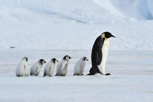 Penguins take extreme measures as breeding season shifts amid climate crisis