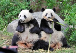 Հրաժեշտ պանդաներին՝ արցունքն աչքերին․ Ճապոնիան իր վերջին 2 պանդաներին կվերադարձնի Չինաստանին