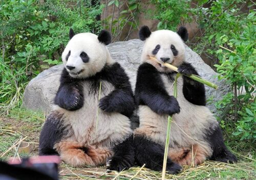 Հրաժեշտ պանդաներին՝ արցունքն աչքերին․ Ճապոնիան իր վերջին 2 պանդաներին կվերադարձնի Չինաստանին