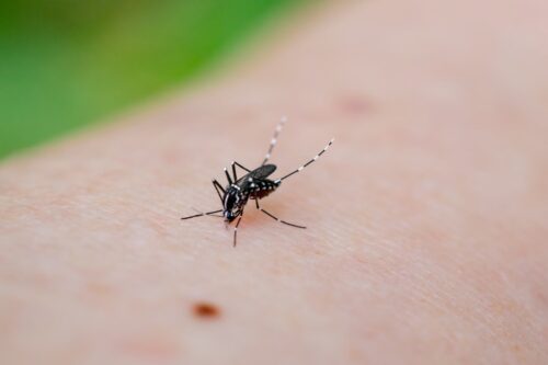 ՀՀ-ում արձանագրվել է «Չիկունգունիա տենդ» հիվանդության դեպք