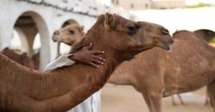 Օմանում ուղտերի գեղեցկության մրցույթի 20 մասնակից որակազրկվել է բոտոքս միջամտության պատճառով