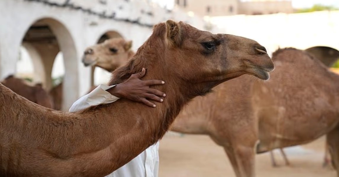 Օմանում ուղտերի գեղեցկության մրցույթի 20 մասնակից որակազրկվել է բոտոքս միջամտության պատճառով Օմանում ուղտերի գեղեցկության մրցույթի 20 մասնակից որակազրկվել է բոտոքս միջամտության պատճառով