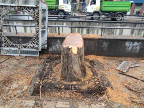 Ինչո՞ւ են հատվում թեղիները Երևանում. պարզաբանում է պաշտոնյան