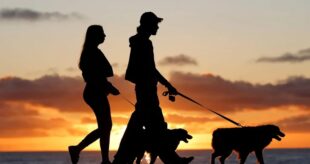 Բրազիլիայում բաժանված զույգերը կկարողանան համատեղ խնամակալություն ստանալ իրենց ընտանի կենդանիների նկատմամբ