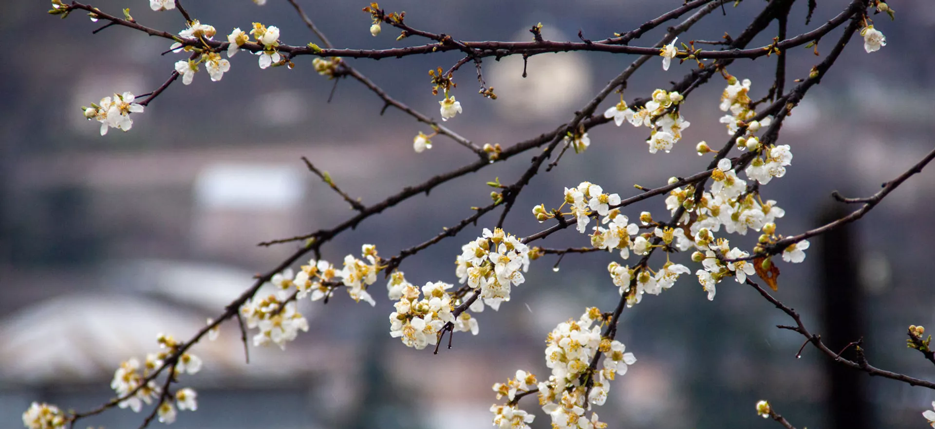 Ապրիլի 16-ի լուսադեմին ջերմաստիճանը կնվազի մինչև -3 աստիճան Ապրիլի 16-ի լուսադեմին ջերմաստիճանը կնվազի մինչև -3 աստիճան