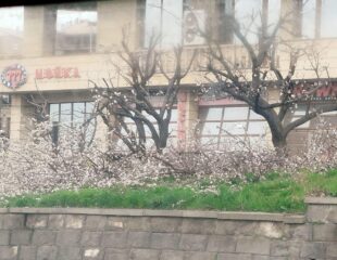 Երևանում էտել են ծաղկած ծառեր․ ավագանու անդամն ահազանգում է