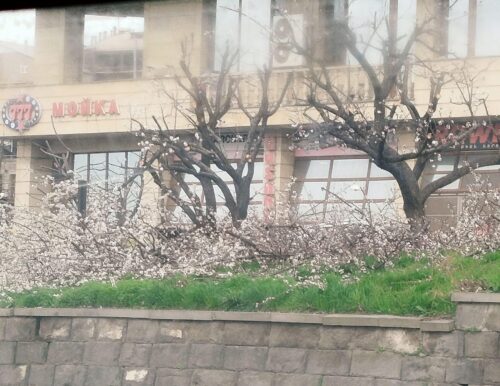 Երևանում էտել են ծաղկած ծառեր․ ավագանու անդամն ահազանգում է