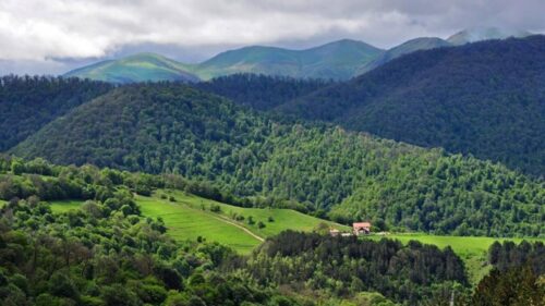 Անտառում կորած քաղաքացիներ են հայտնաբերվել