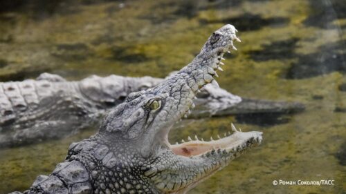 Հնդկաստանում պետական սահմանը կարող են «հսկել» նաև օձերն ու կոկորդիլոսները