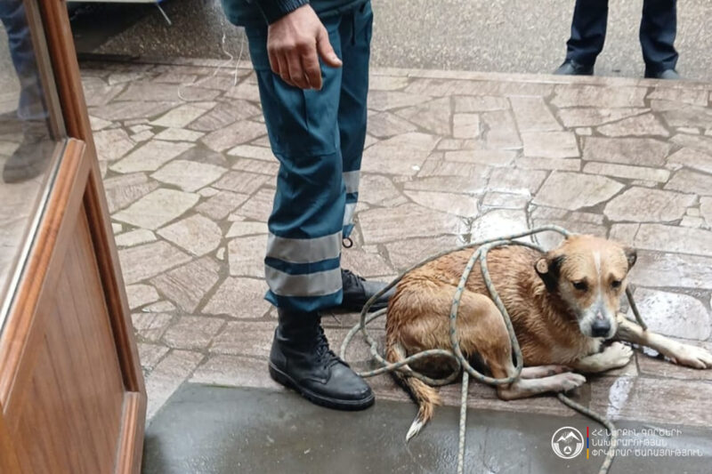 Աղստև գետն ընկած կենդանուն փրկել են Աղստև գետն ընկած կենդանուն փրկել են