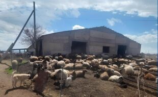 Արմավիրի մարզում 22-ամյա տղան փախցրել է ոչխարներ բարձած «Ֆորդը», վաճառել կենդանիներին, այնուհետև մեքենան տեղափոխել «չեզոք գոտի»