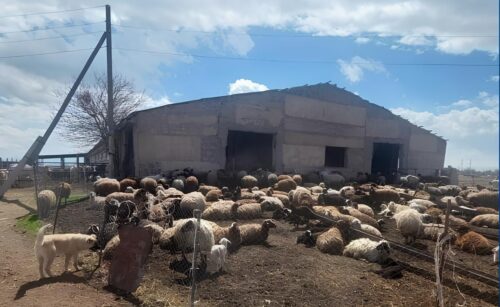 Արմավիրի մարզում 22-ամյա տղան փախցրել է ոչխարներ բարձած «Ֆորդը», վաճառել կենդանիներին, այնուհետև մեքենան տեղափոխել «չեզոք գոտի»