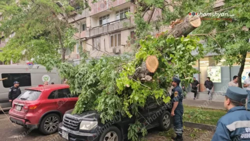 «Դարն ապրած» հաստաբուն ծառը արմատից պոկվել ու տապալվել է՝ վնասելով մի քանի ավտոմեքենա