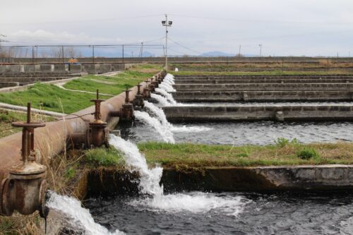 Ռուսաստանը թույլատրել է հայկական ձկնաբուծական 2 ընկերության արտադրանքի ներմուծումը