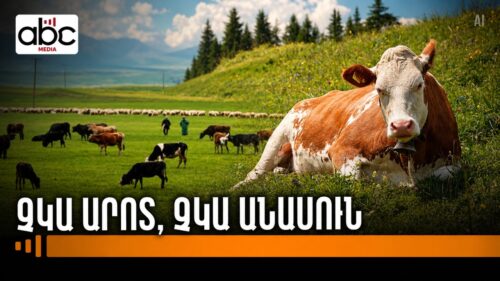 145 հազարով պակասել է Հայաստանի անասնագլխաքանակը. ինչո՞ւ են գյուղացիները հրաժարվում կովերից