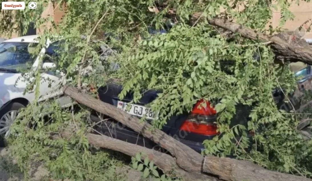 Կուրղինյան փողոցում փտած ծառը կոտրվել ու ընկել է կայանված 3 ավտոմեքենաների վրա. Shamshyan.com Կուրղինյան փողոցում փտած ծառը կոտրվել ու ընկել է կայանված 3 ավտոմեքենաների վրա. Shamshyan.com