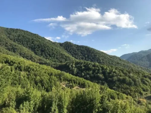 Աղվերանի անտառում ՌԴ քաղաքացի է կախվել