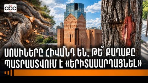 Երևանի սոսիները հիվա՞նդ են, թե՞ ծերացած. ծառերին «երիտասարդացում» է սպասվում